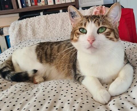 ZAZOO CHAT TIGRE BLANC 1 AN 1/2 195 92260 Fontenay-aux-roses