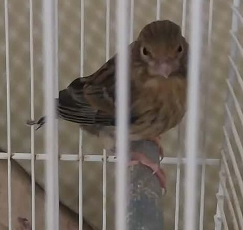 Canaris 20 17260 G�mozac