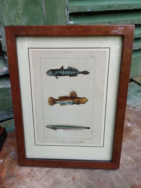 Planche Sciences Naturelles XIX�me. Poisson Le Gobie 35 Loches (37)