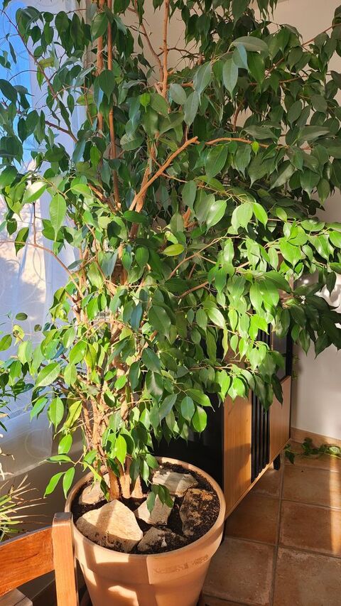 Ficus 70 Caromb (84)