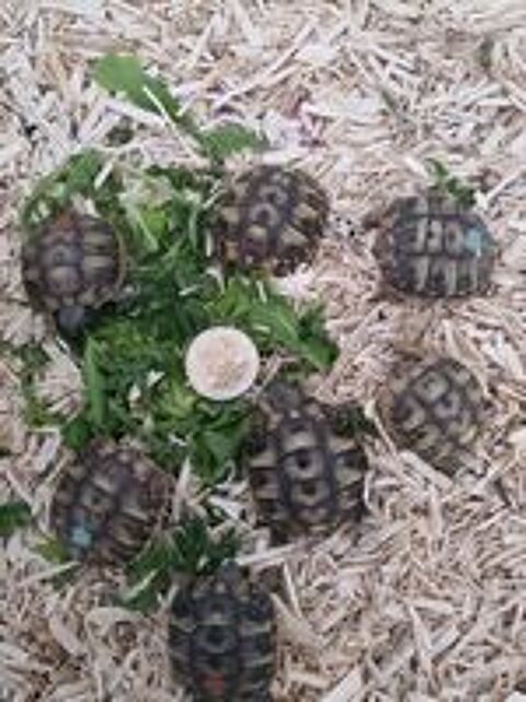   Tortue de jardin  