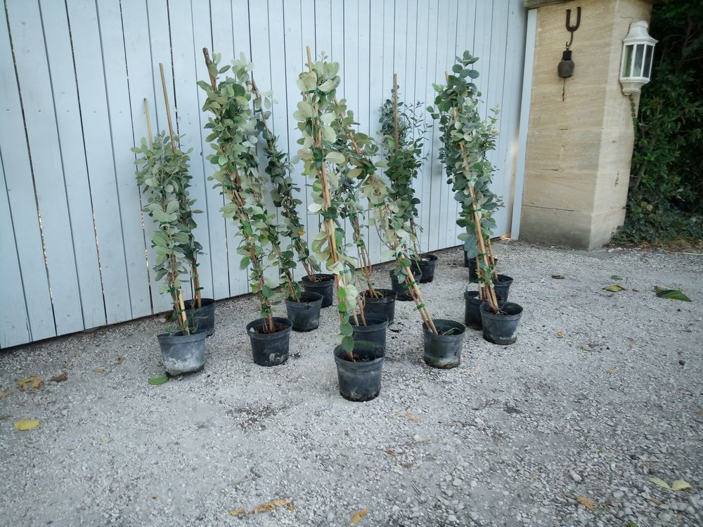 Feijoa 'Goyavier du Br&eacute;sil' en container Jardin