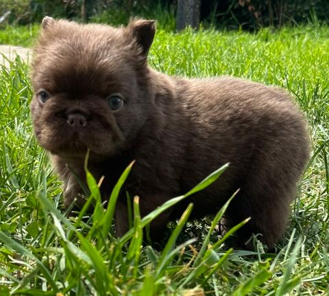 Chiot bouledogue fran&ccedil;ais fluffy  1750 03120 Arfeuilles