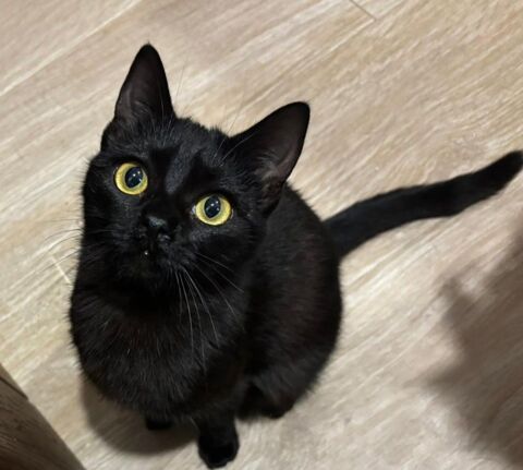 BELLA 230 27620 Gasny