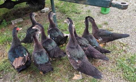 Canard de Barbarie 20 67660 Betschdorf