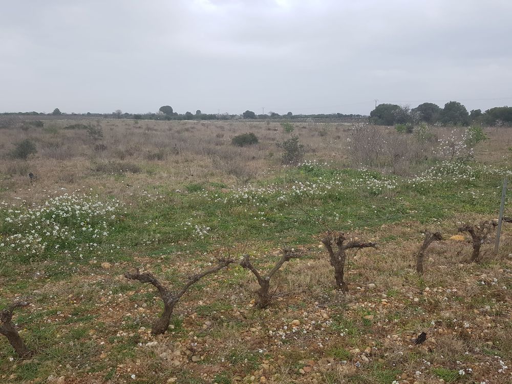 Vente Terrain Terrain Agricole/phovoltaiqu Salses 42°47'23.4