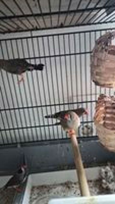   Oiseaux mandarin en couple 