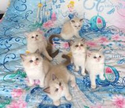   Chaton RAGDOLL 