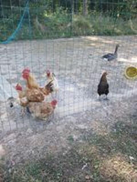   Poules pondeuse coq oie 