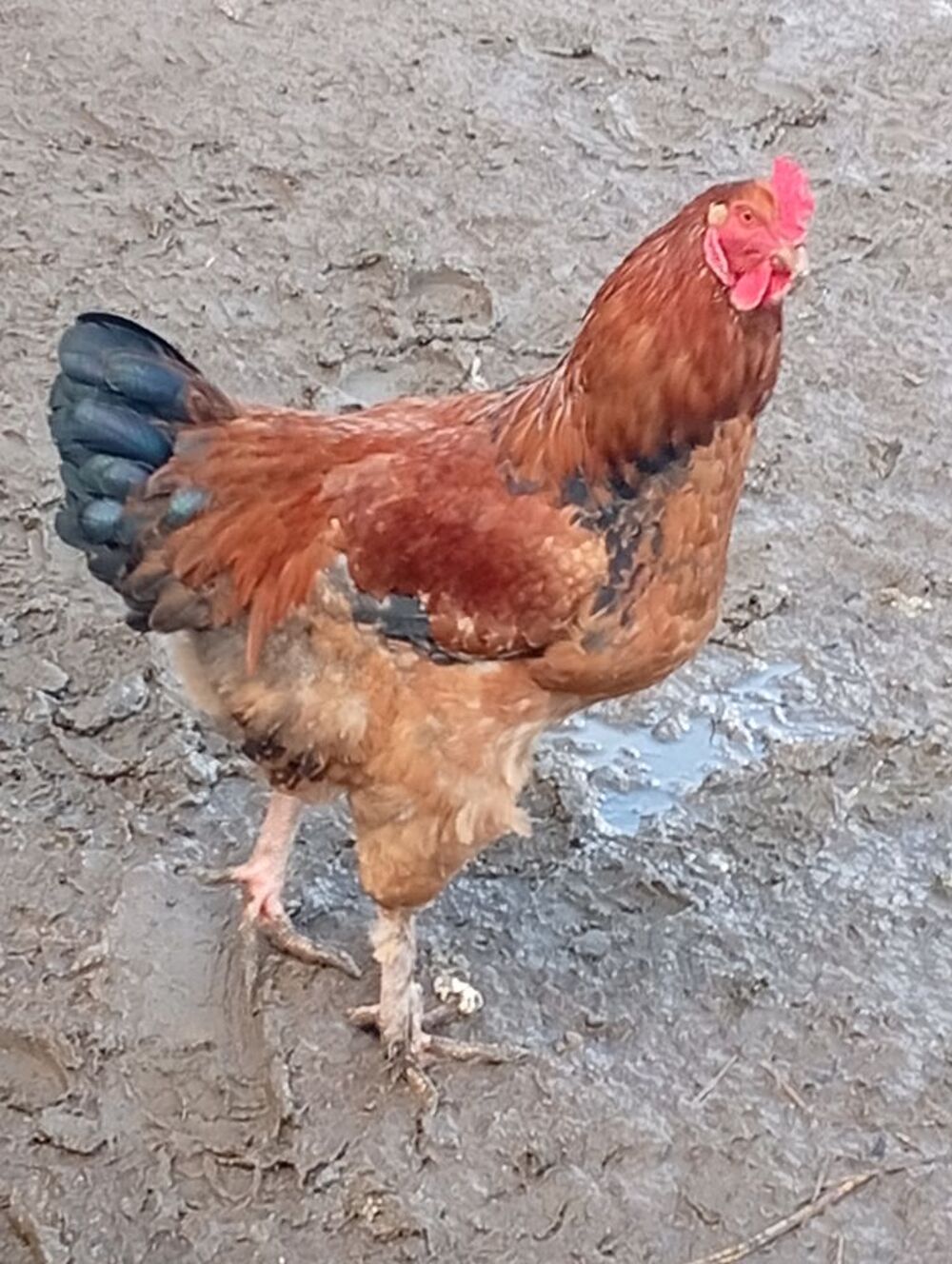   Coq  