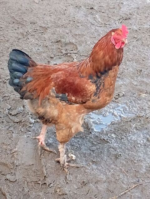 Coq 61140 Beaulandais