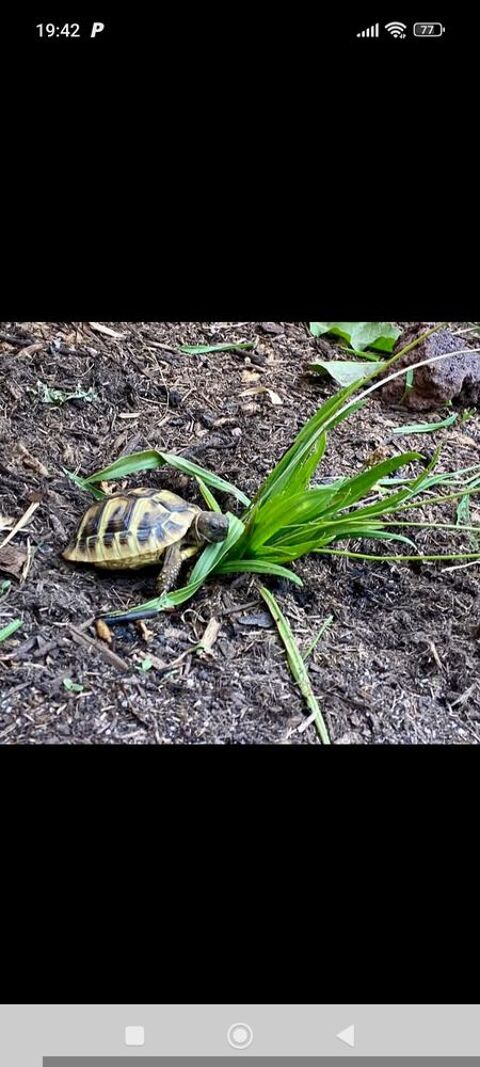 Bb tortues hermann ao&ucirc;t 2025 40 84270 Ved�ne