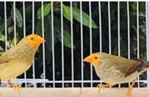   ruficauda ou diamant a queue rousse 