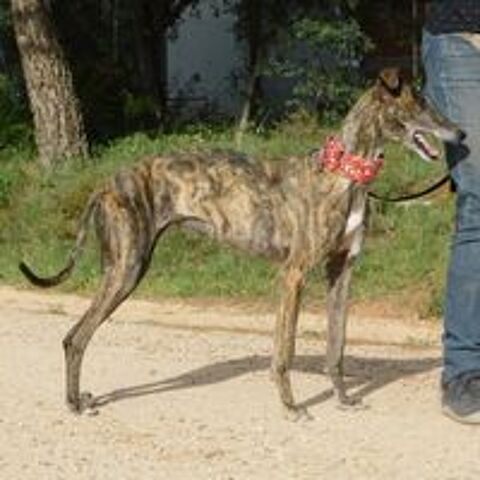   Triana  10/10  La galga qui illumine chaque journée   