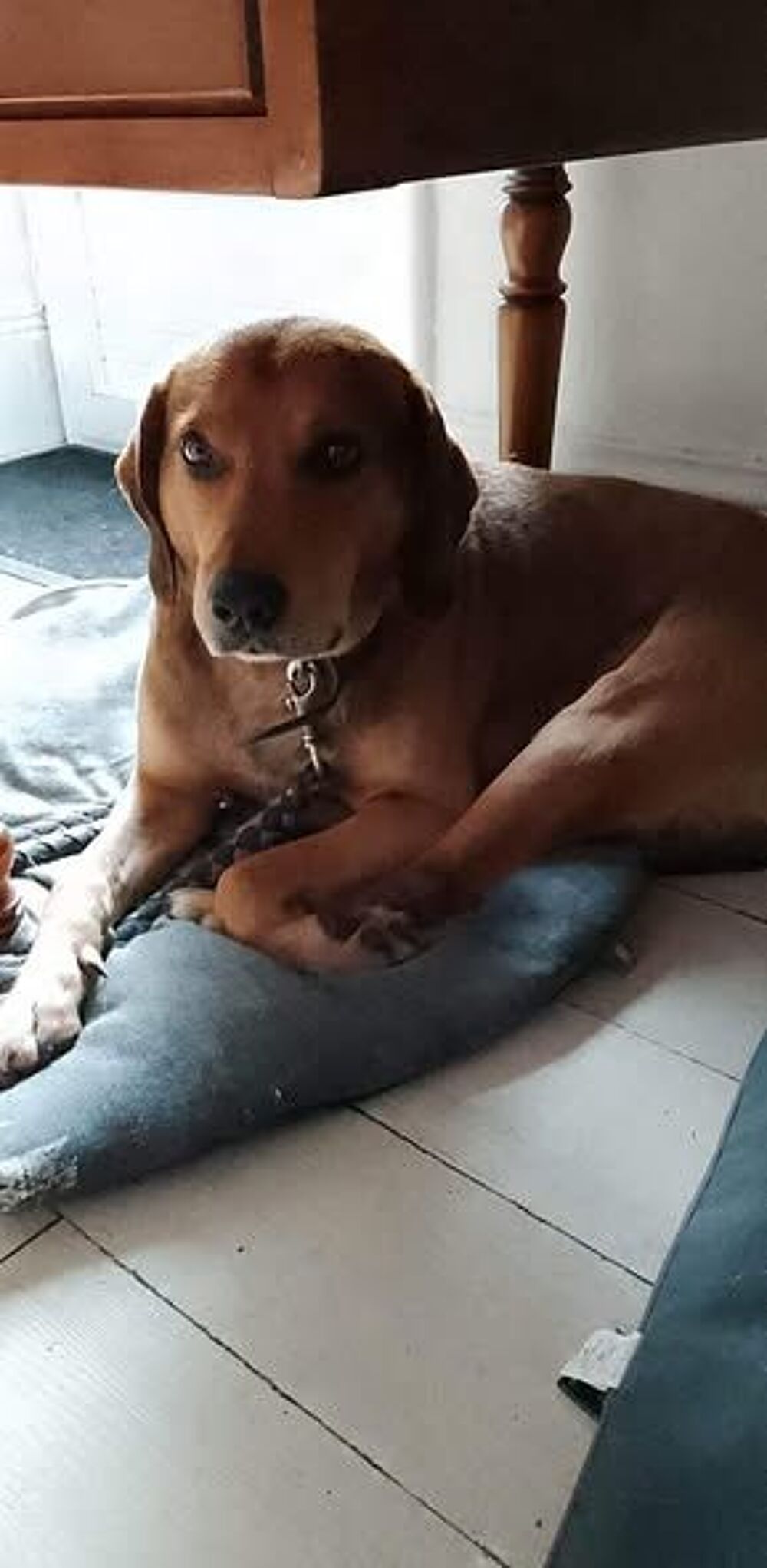   Chien BANDIT à l adoption 