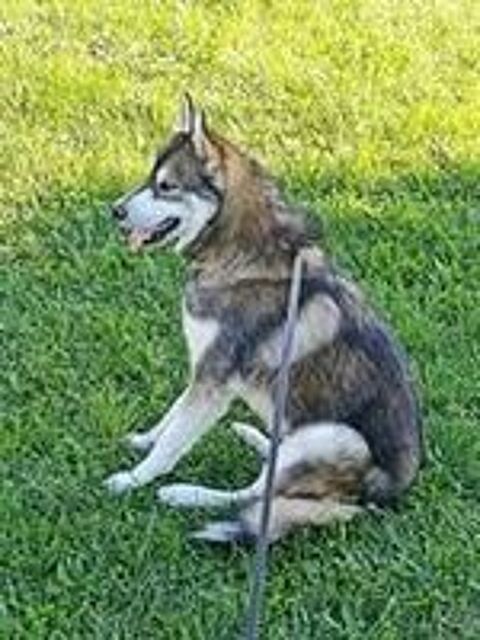   Chien BALTO à l adoption 