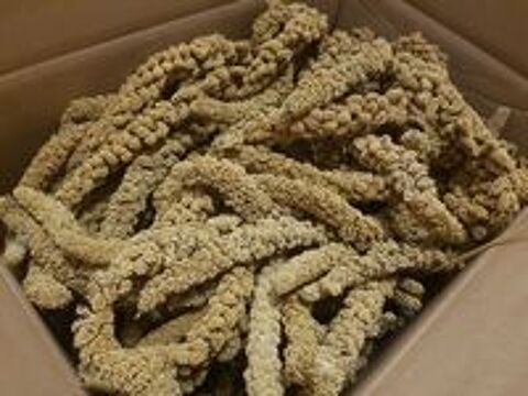   Cages d'élevage + millet en grappe 