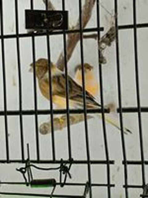   Canaris arlequin portugais, mosaique jaune et verdiers mutat 