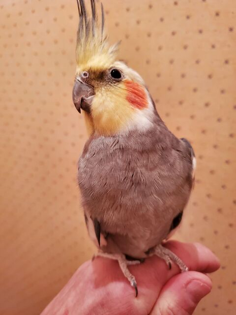 Perruches calopsittes eam 200 77340 Pontault-combault