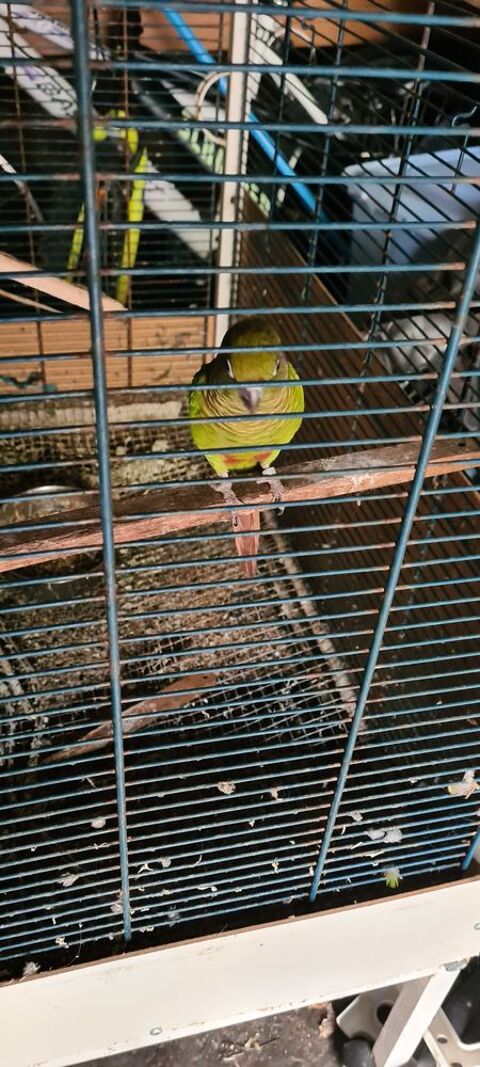 ou &eacute;change couple de conure 250 33720 C�rons