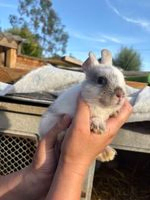   Lapin nain  