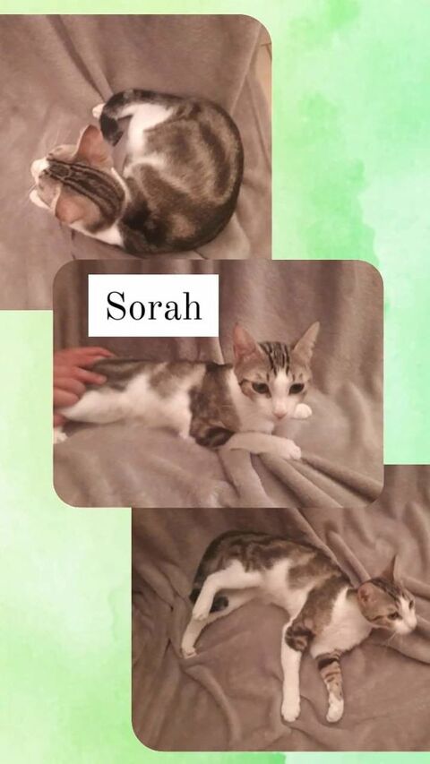 Sorah, petite minette adorable, coeur à prendre 230 84190 Vacqueyras