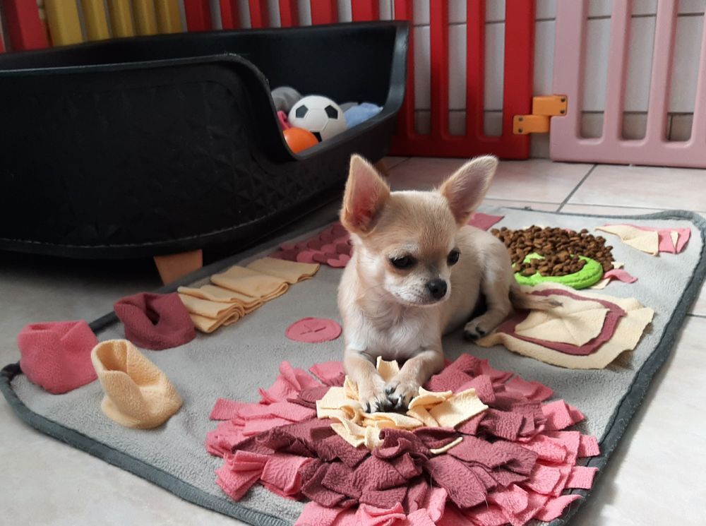   Femelle Chihuahua disponible  