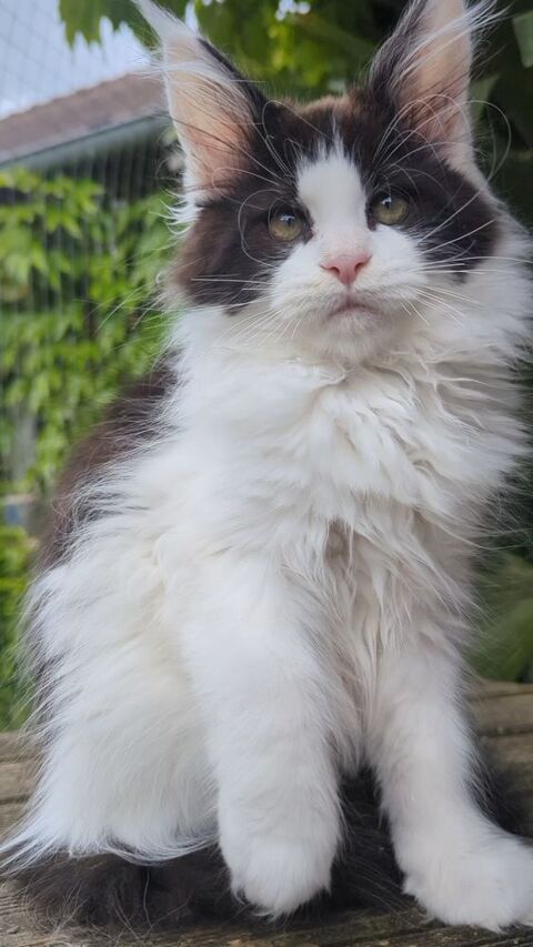 Adorables chatons Maine Coon Loof 1300 36310 Beaulieu
