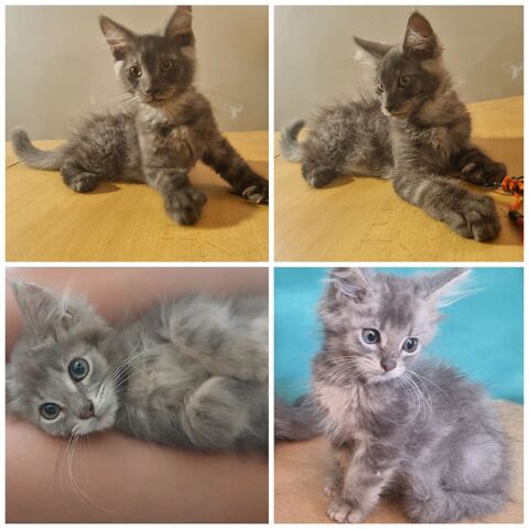 Maine coon loof polydactyle 1000 82000 Montauban
