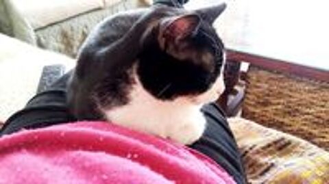   ISABELLE et OASIS, chattes de 6 ans, seules ou en duo 
