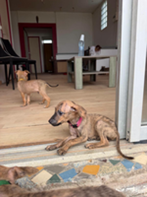   Lexi, Femelle, X Berger, née le 15/05/2026 🐶 