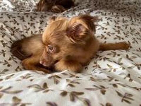   petit chien russe poils long 1 mâle  disponible LOF 