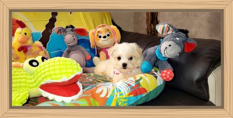 CHIOT MORKIE Femelle ( bichon maltais x yorkshire) 850 41700 Le controis-en-sologne