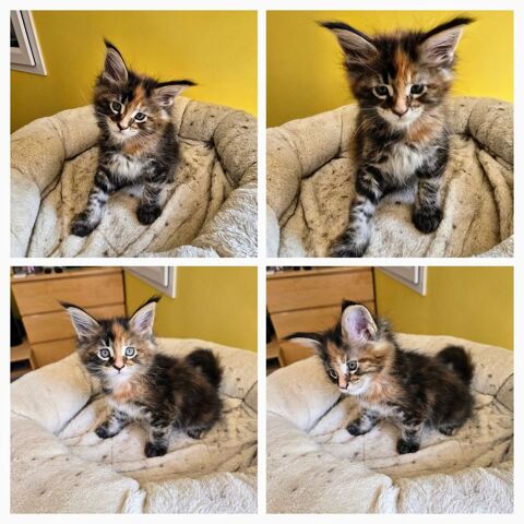 Chatons Maine Coons 850 73110 La rochette