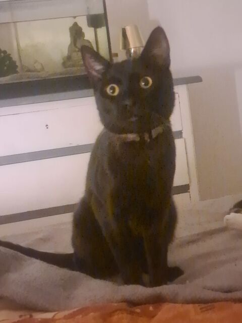 Donne chat noir 0 64600 Anglet
