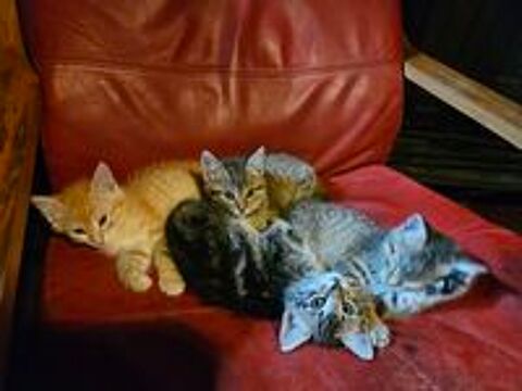   Chatons 