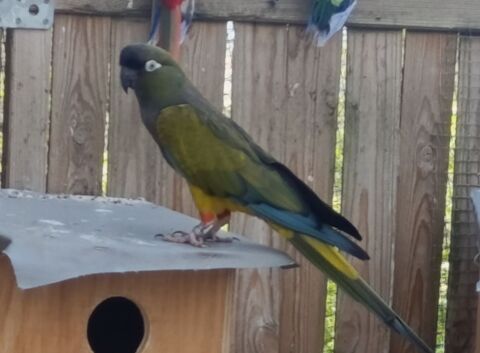 Conure de Pentagonie 120 87000 Limoges