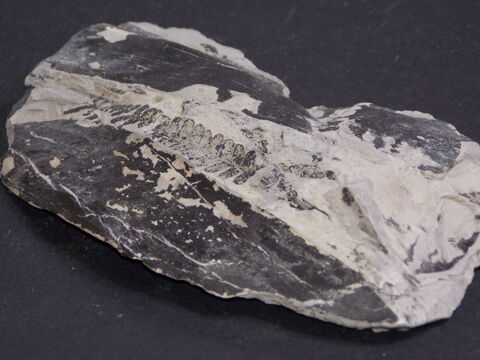 Fougère fossilisée Freyming-Merlebach Lorraine France 184gr 25 Moyenmoutier (88)
