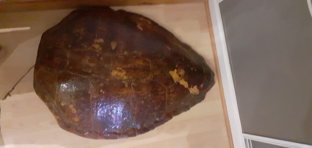 CARAPACE DE TORTUE DE MER Décoration