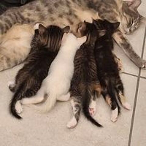   Chatons à l'adoption  
