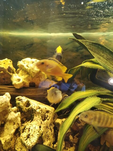 Cichlid&eacute;s Africains 5 57300 Hagondange