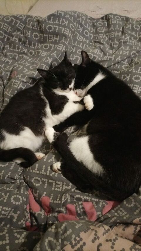 Tsuki &agrave; l'adoption 170 28260 Saussay