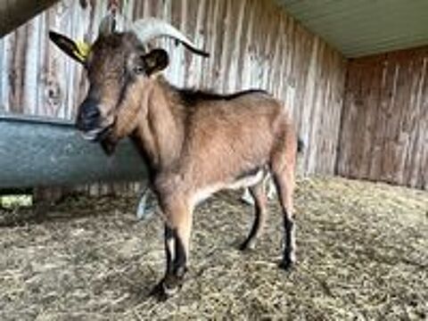   Cooper, bouc alpin à adopter 