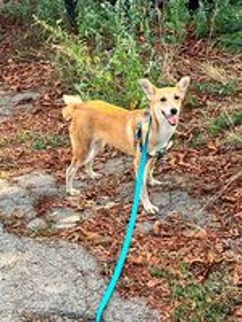   A L'ADOPTION STASIA SE TROUVE EN REFUGE UKRAINE 