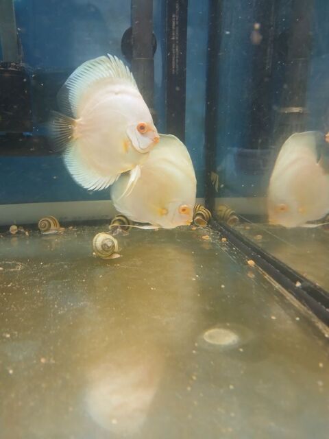 Discus Platinum  Albinos  Tr&egrave;s Rare 1 45160 Olivet