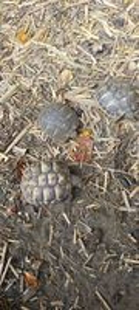   Petite tortue de terre. 