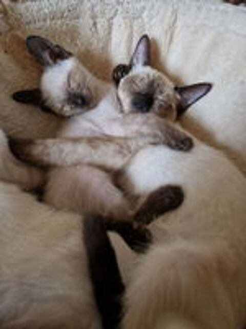   ventes de chats siamois 