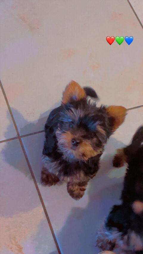 chiot yorkshire 0 31190 Auterive