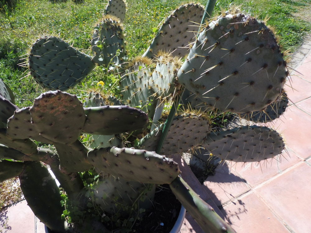  10 CACTUS au choix croissance rapide fleurs et fruits Jardin