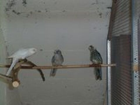  Perruches de Pennant 